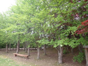 ナツツバキ　全体